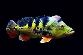 藍(lán)帆眼斑三間魚價(jià)格