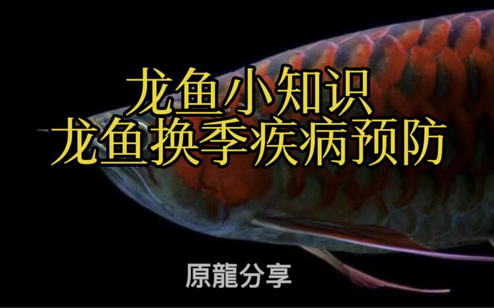 初學者養龍魚需要注意什么？