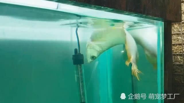 龍魚游泳不穩怎么回事（龍魚游泳不穩可能由多種因素引起龍魚游泳不穩怎么回事）