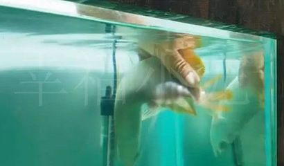龍魚游泳不穩怎么回事（龍魚游泳不穩可能由多種因素引起龍魚游泳不穩怎么回事）