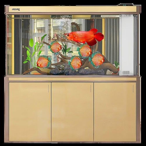 大型龍魚缸效果圖片大全欣賞