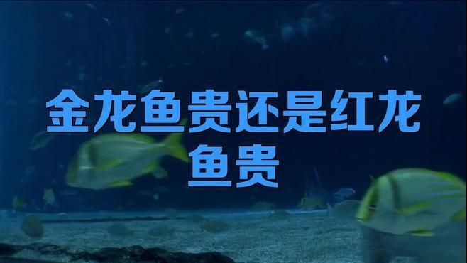 金龍魚紅龍魚哪個名貴
