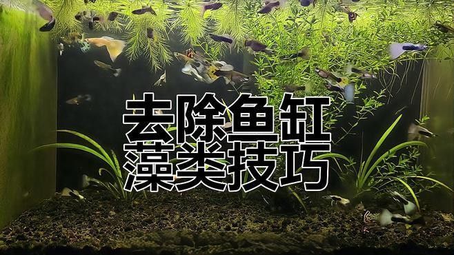 龍魚過缸怎樣處理干凈