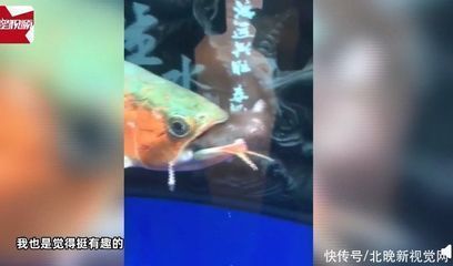 龍魚吃進去吐出來怎么辦：龍魚吃進去吐出來可能是由于多種原因引起的