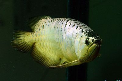 龍魚快速抖嘴：如何預防龍魚快速抖嘴