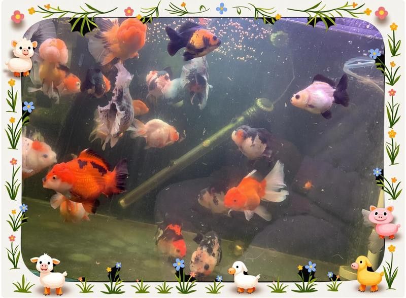 龍魚鰓蓋爛洞需要多久才能恢復？