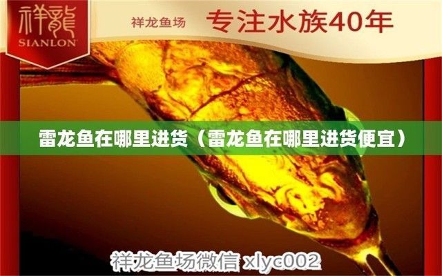深圳哪里有賣雷龍魚（深圳購買雷龍魚的地點）