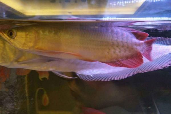 新買龍魚幾天能過危險期：新買來的龍魚在適應新環境中會經歷一段危險期在這個時期