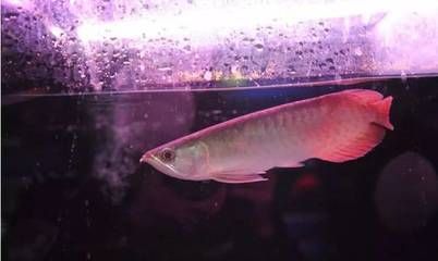紅龍魚體型的類型是什么（什么品種的紅龍魚體型大）