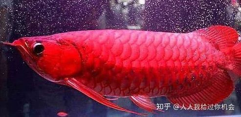 紅龍魚(yú)水溫40度能活嗎