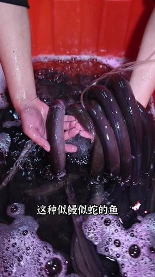 汕頭杜龍魚是什么魚種類圖片