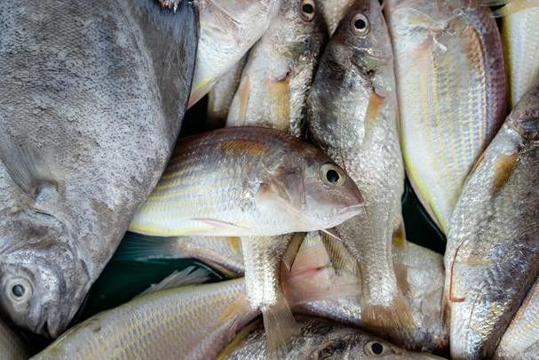 汕頭杜龍魚是什么魚種類圖片