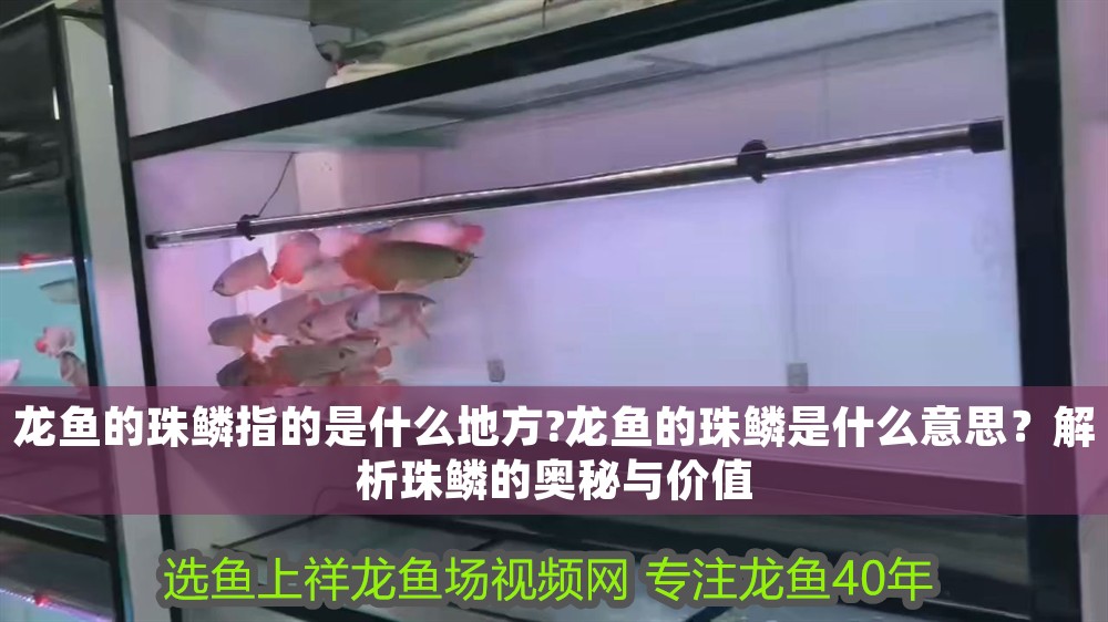 龍魚的珠鱗指的是什么地方?龍魚的珠鱗是什么意思？解析珠鱗的奧秘與價值