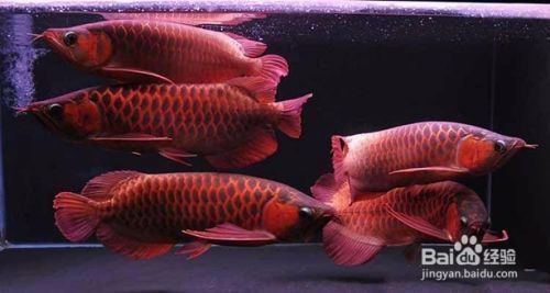 龍魚打斗問題（龍魚打斗后的護理措施）