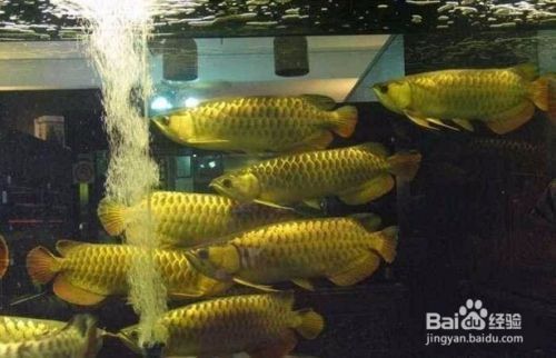龍魚打斗問題（龍魚打斗后的護理措施）