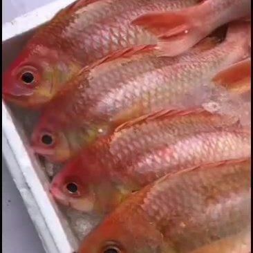 金菠蘿魚價格多少一斤