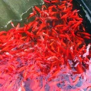 紅龍魚多久喂一次飼料:紅龍魚的喂食頻率取決于它們的生長階段 龍魚百科 第1張 紅龍魚多久喂一次飼料:紅龍魚的喂食頻率取決于它們的生長階段 紅龍魚多久喂一次飼料:紅龍魚的喂食頻率取決于它們的生長階段 龍魚百科 第1張