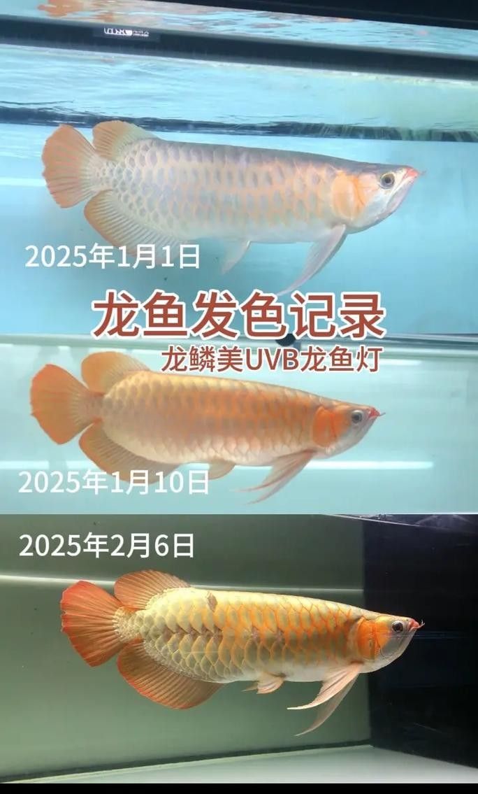 龍魚混養影響發色嗎圖片視頻
