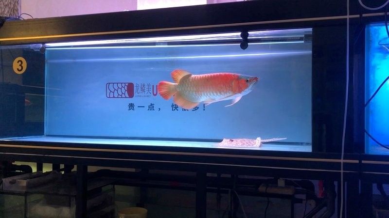 龍魚混養影響發色嗎圖片視頻