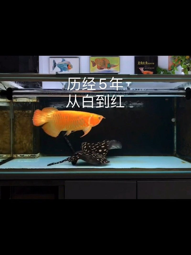 龍魚混養影響發色嗎圖片視頻