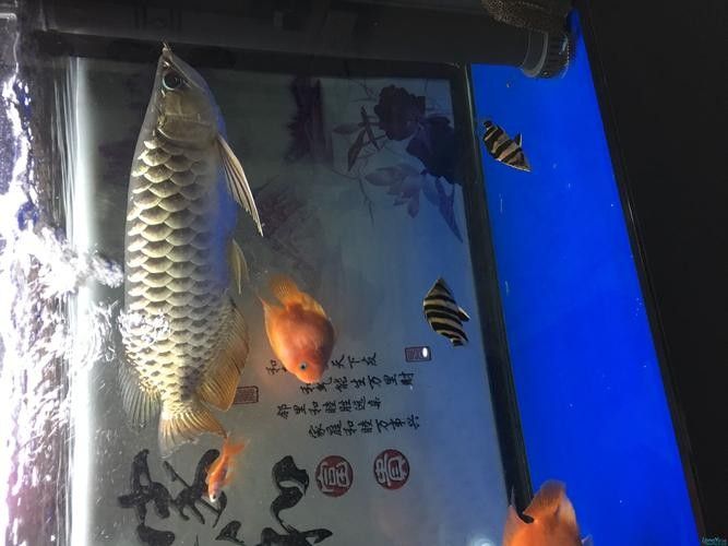高背金龍魚是什么意思圖片大全視頻