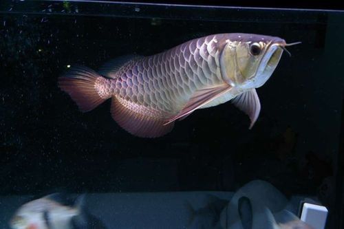 高背金龍魚是什么意思圖片大全視頻