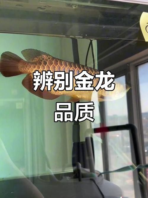 高背金龍魚是什么意思圖片大全視頻