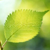 龍魚是風(fēng)水魚嗎