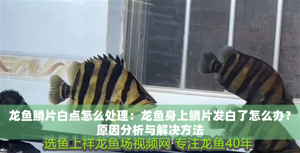 龍魚鱗片白點怎么處理：龍魚身上鱗片發白了怎么辦？原因分析與解決方法