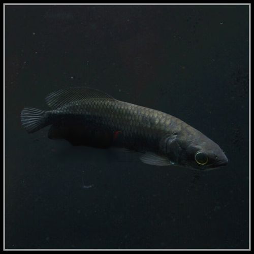 非洲黑龍魚多少錢一條