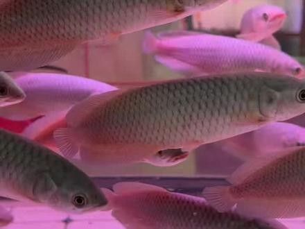 非洲黑龍魚多少錢一條