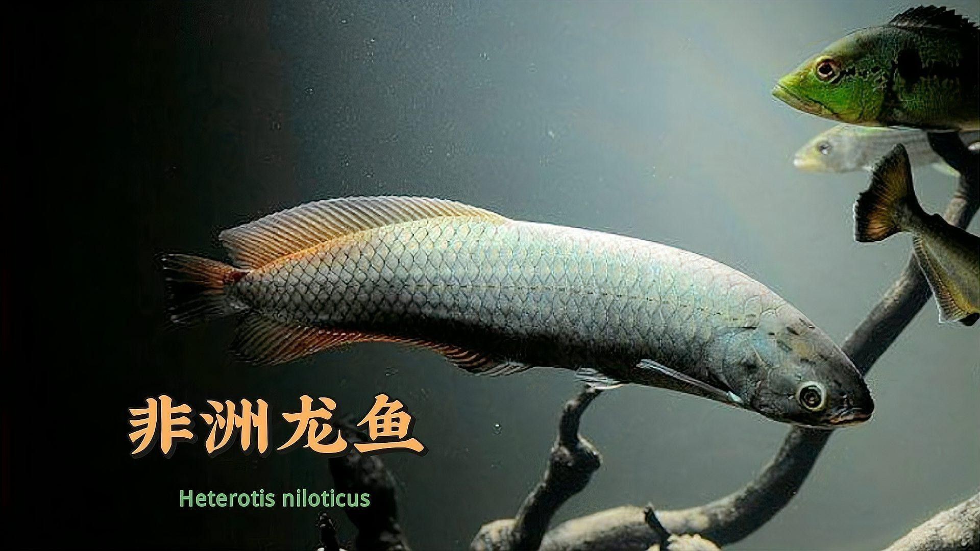 非洲黑龍魚多少錢一條