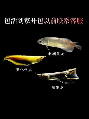 非洲黑龍魚多少錢一條