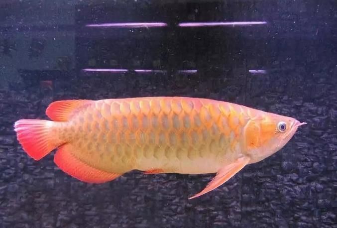 什么樣的人適合養金龍魚：什么樣的人適合養金龍魚？ 什么樣的人適合養金龍魚：什么樣的人適合養金龍魚？ 龍魚百科