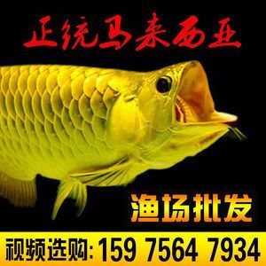 龍魚藍(lán)底與古典的比較（藍(lán)底龍魚和古典龍魚各有其特點(diǎn)和魅力和飼養(yǎng)條件）