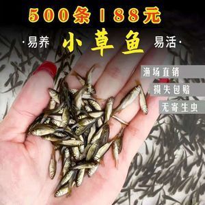 龍魚飼料魚可以選擇麥穗魚，龍魚飼料魚分開養好嗎：龍魚飼料魚分開養好嗎