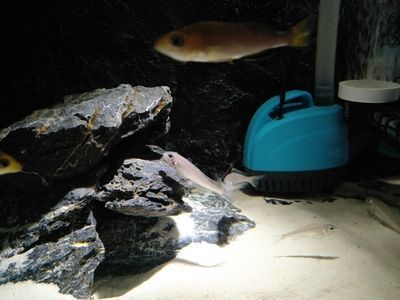 龍魚成長過程變化：龍魚幼魚期的喂養 龍魚成長過程變化：龍魚幼魚期的喂養 龍魚百科 第3張