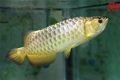 龍魚突然翻肚什么原因（龍魚突然翻肚可能由多種因素引起，飼養者要及時采取相應的措施）