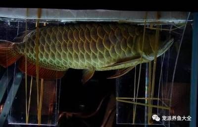 龍魚突然翻肚什么原因（龍魚突然翻肚可能由多種因素引起，飼養者要及時采取相應的措施）