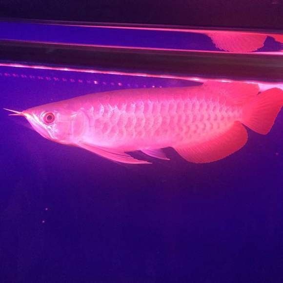 龍魚魚友微信群