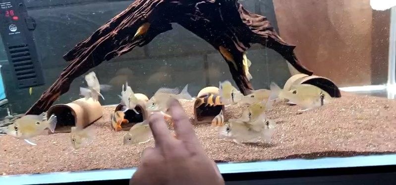 龍魚魚友微信群