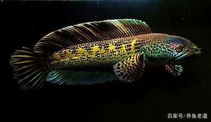 招財貓魚苗混養食物選擇：招財貓魚苗的食物選擇 招財貓魚苗混養食物選擇：招財貓魚苗的食物選擇 龍魚百科 第1張