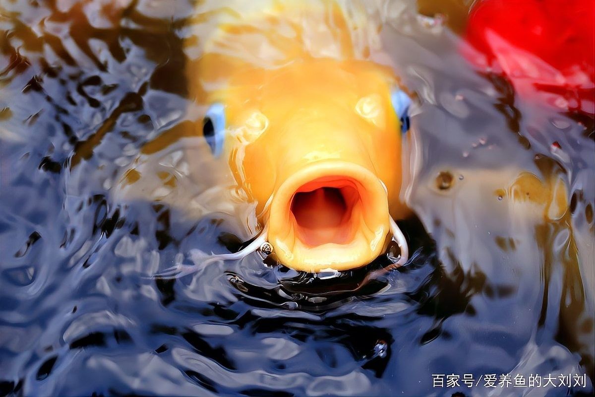 銀龍魚喂食是晚上喂還是白天喂比較好