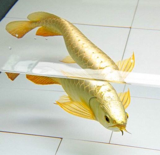 龍魚金質怎么加重（如何增加龍魚的金質）