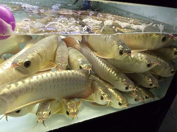 龍魚金質怎么加重（如何增加龍魚的金質）