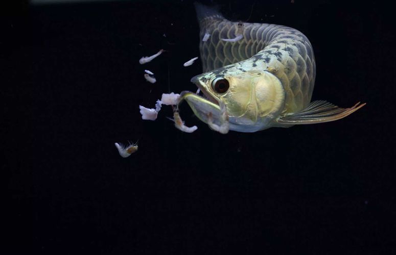 龍魚金質怎么加重（如何增加龍魚的金質）