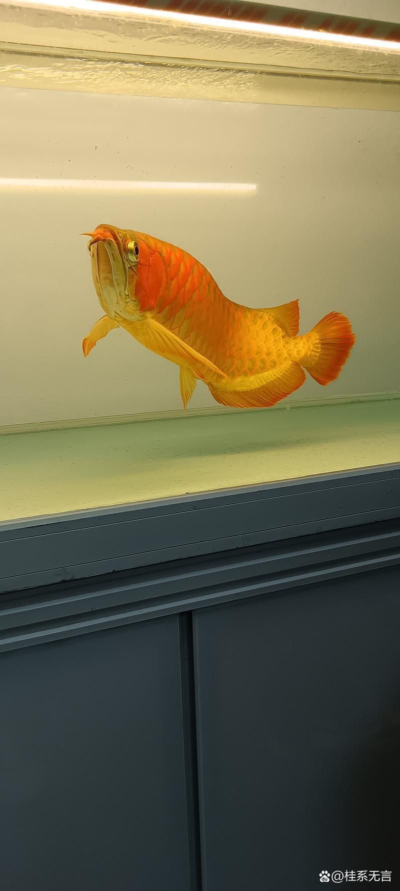 龍魚壁紙大全圖片