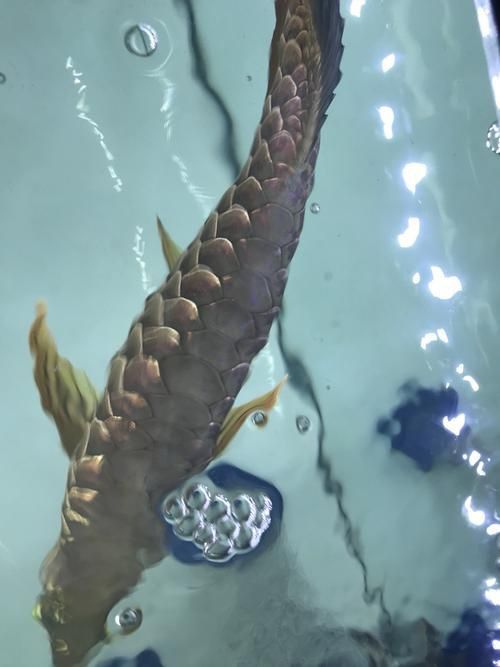 龍魚壁紙大全圖片