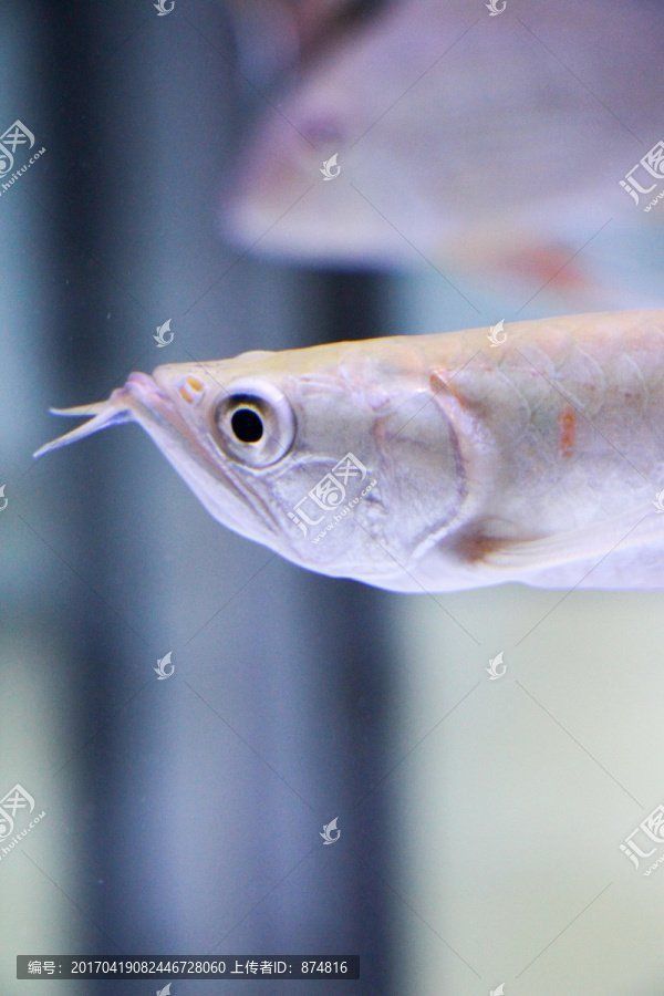 龍魚壁紙大全圖片