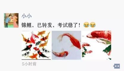 魚缸養魚的幽默句子搞笑說說，養魚新手常見誤區解析